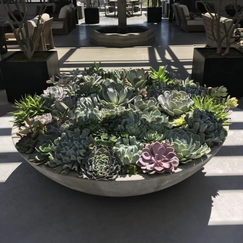 RH Succulent Bowl done by Natura