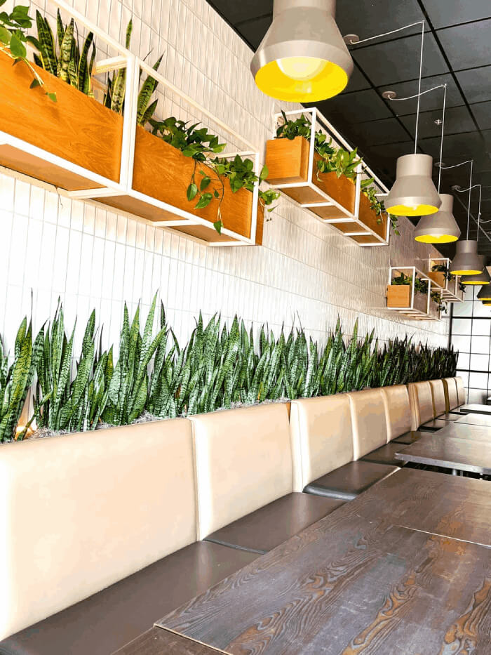 Indoor plants done by Natura 