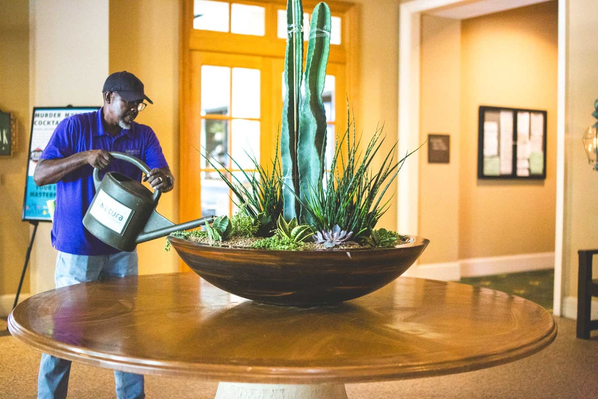 Horticultural technician watering a large succulent arrangement