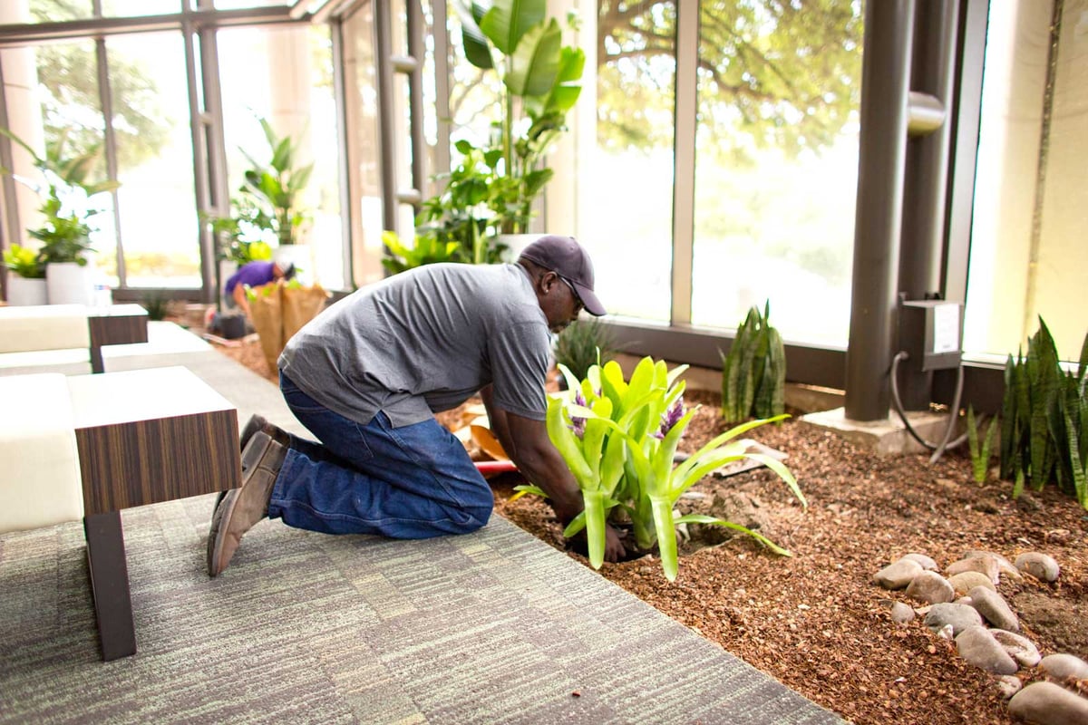 Installation Supervisor planting a new plant in an atrium