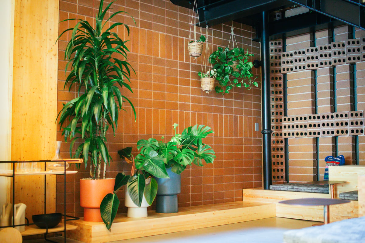 Warm orange and white containers with lush plants in a building entryway