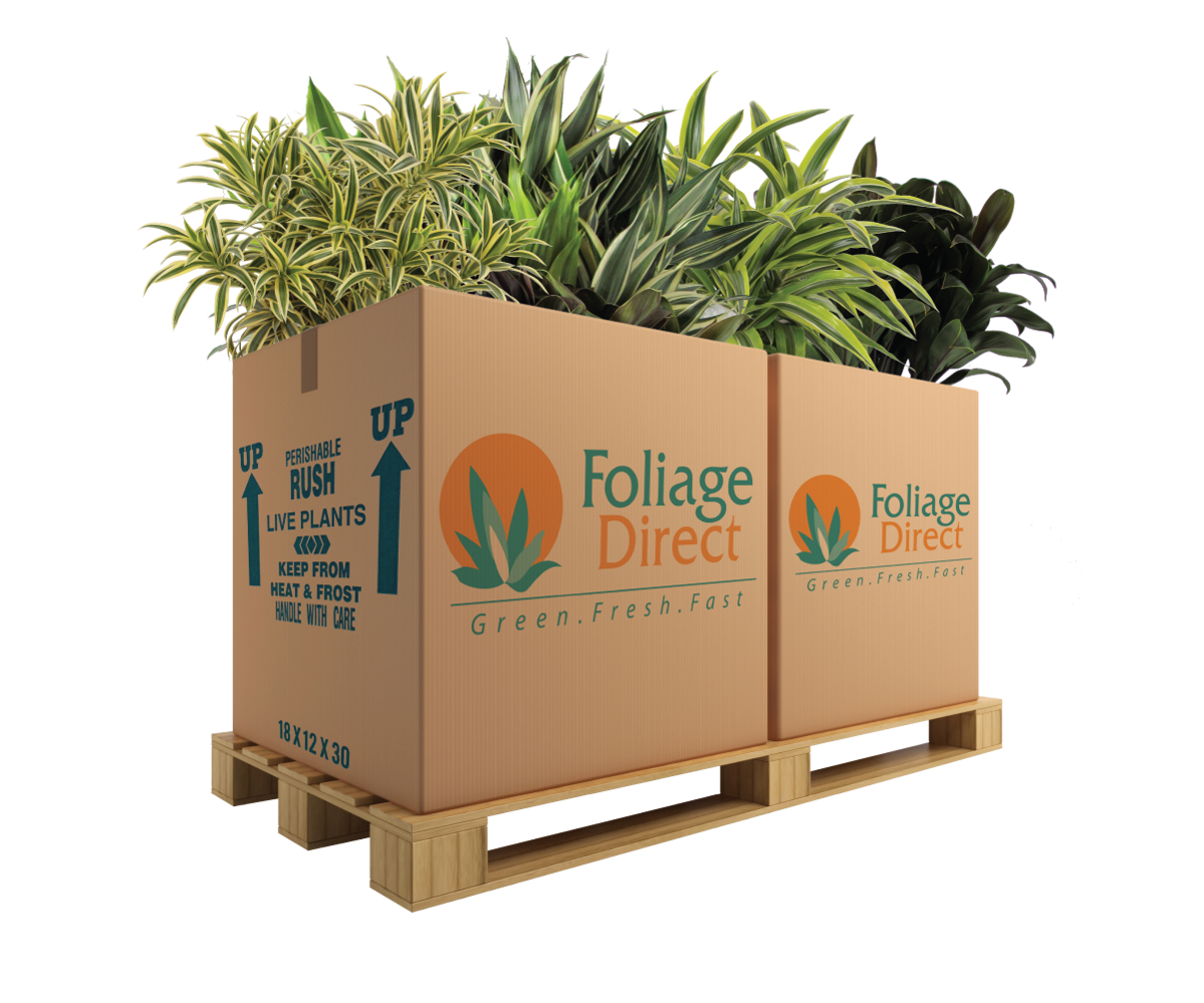 FoliageDirect-Plant_skid