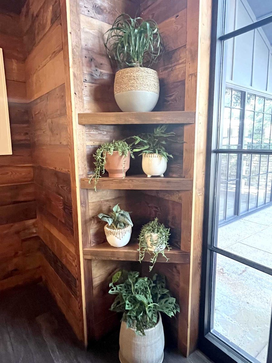 small plants and succulents on shelves in a restaraunt