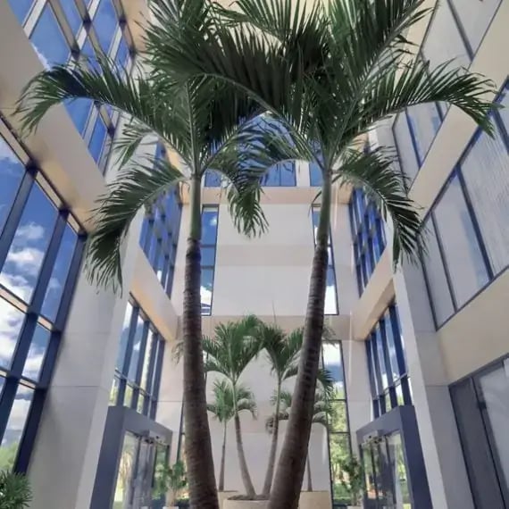 Multi-tenant space with palms and other plants