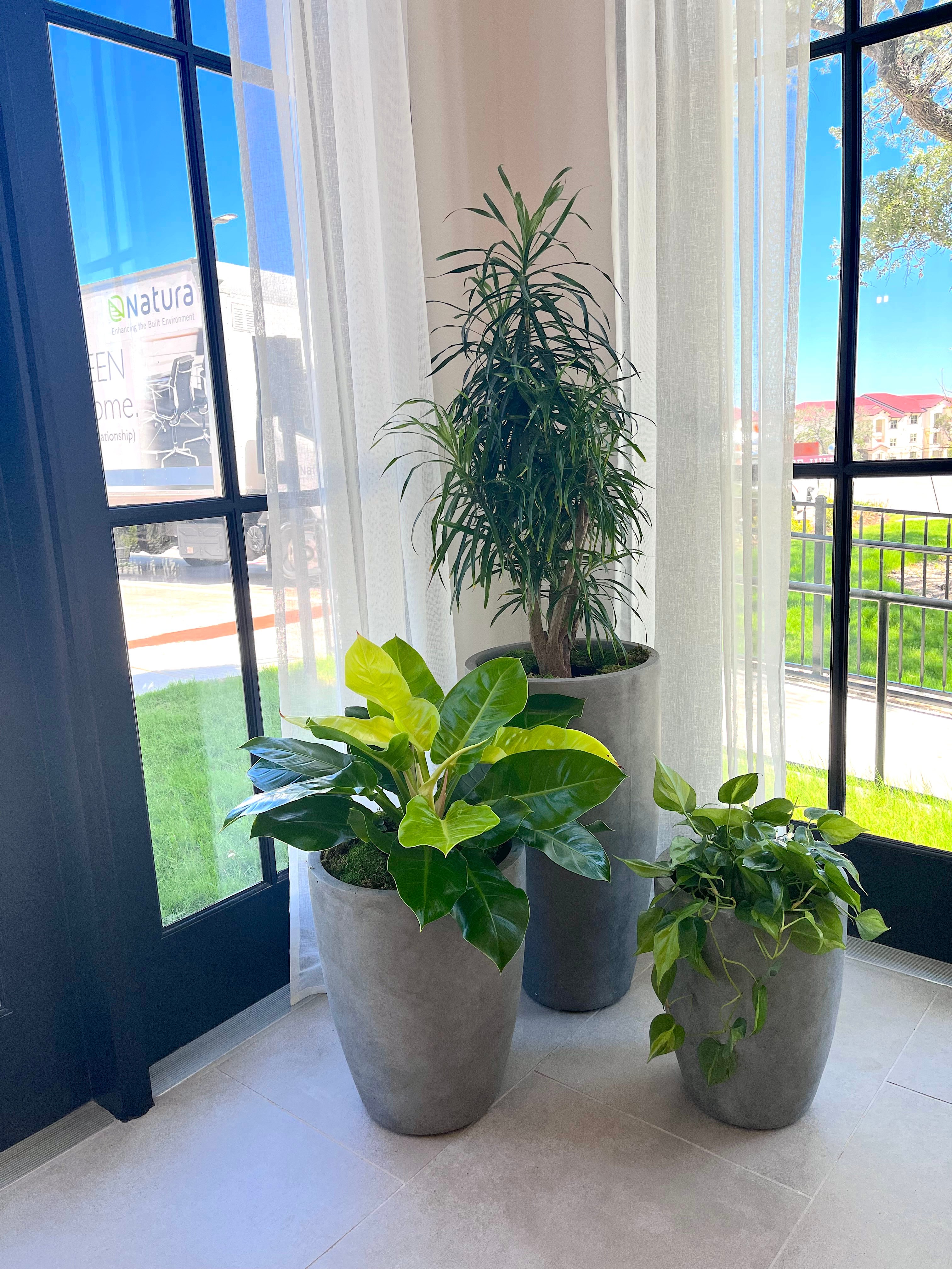 indoor plants