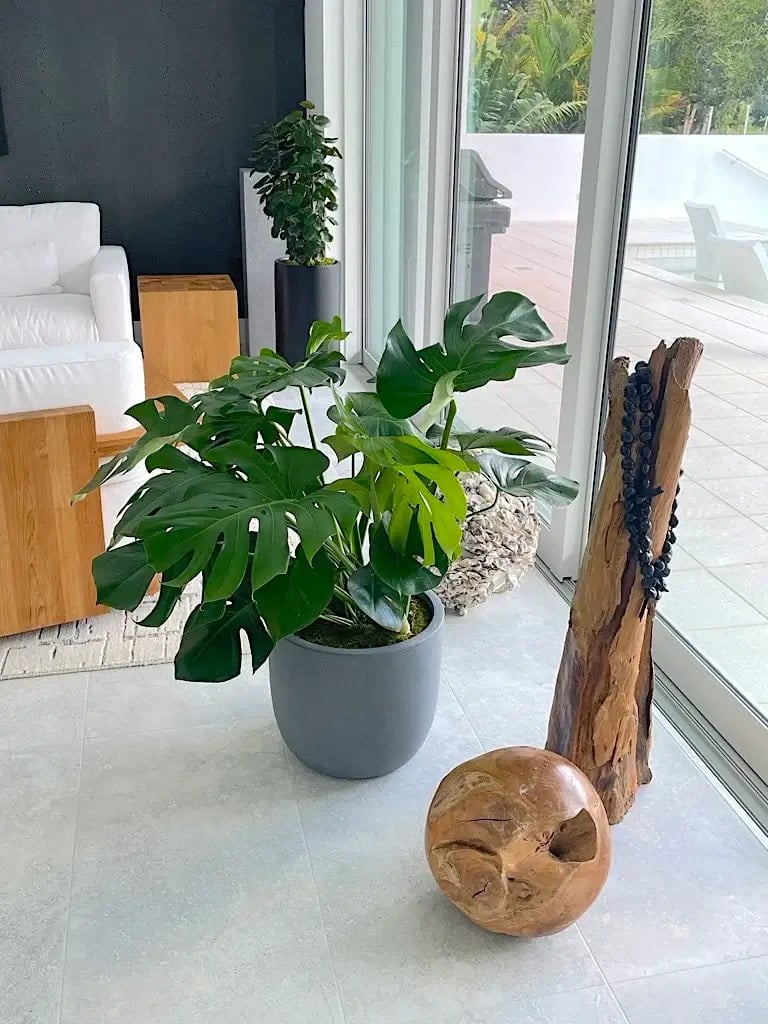 common space with potted plant and wooden elements