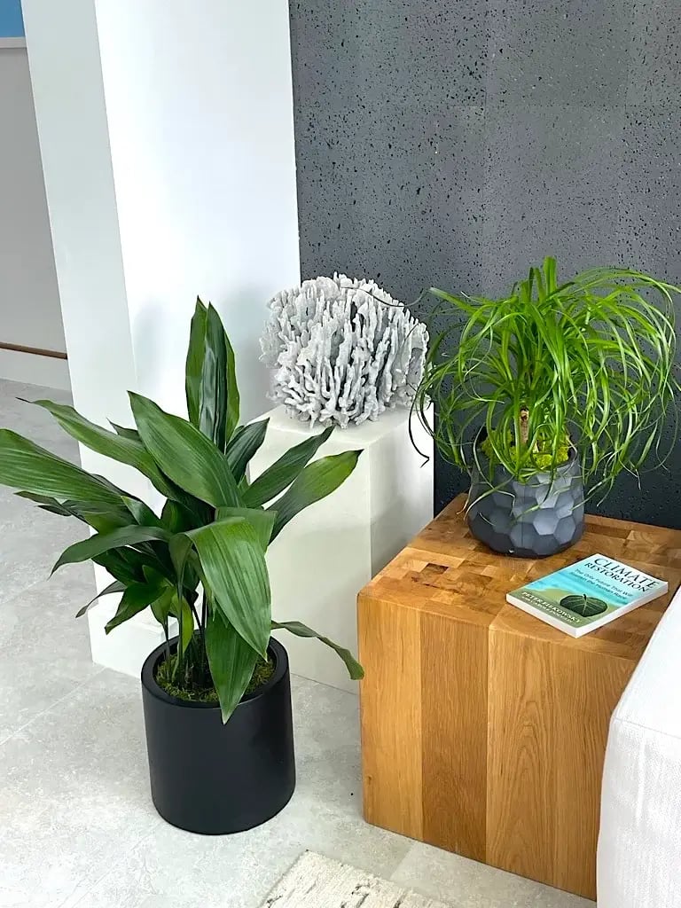Office lobby with potted plants