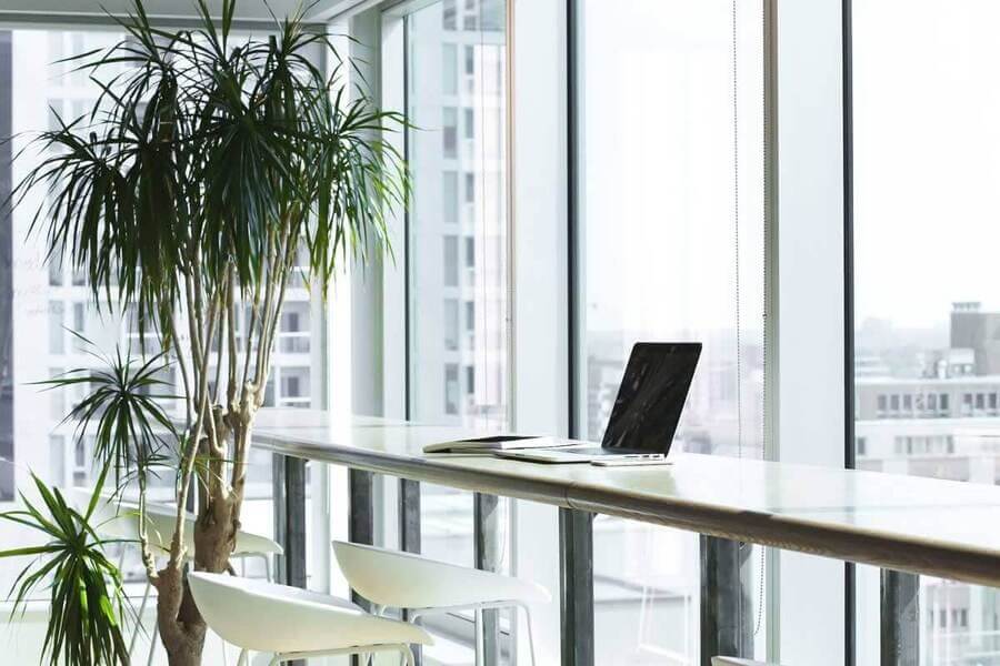 A tree in an office next to a table that has a laptop on it 