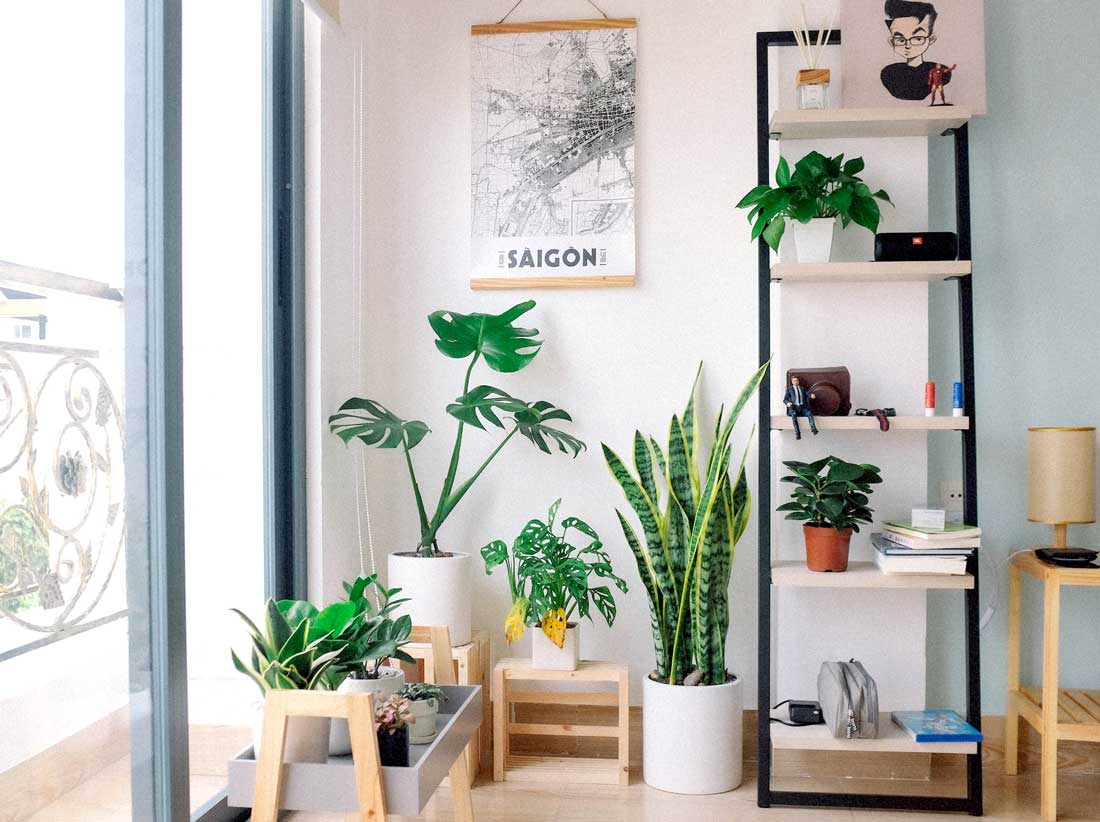 Indoor office with indoor plants and a shelve storing books and other stationary 