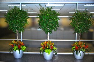 Three pots with trees and flowers at the bottom of the trees