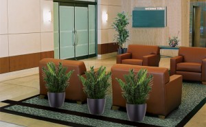 plant leasing with pot plants in an office