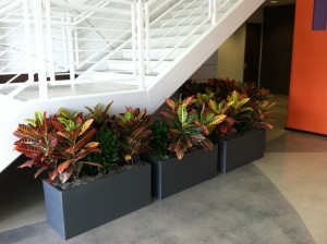 Case Study: Plant Design Meets ADA Standards