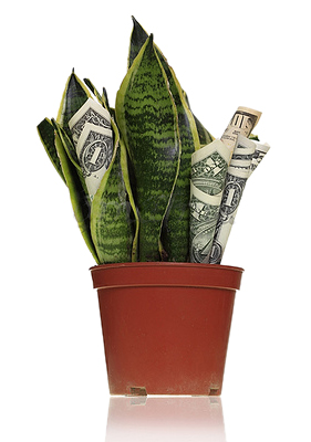 a sneak plant with money as leaves