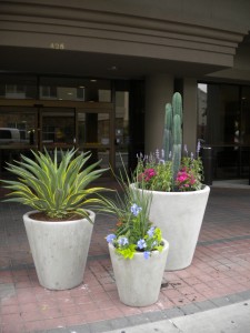 Three vases with plants inside them.