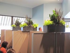 Indoor plants in a black vase situated within the office space.