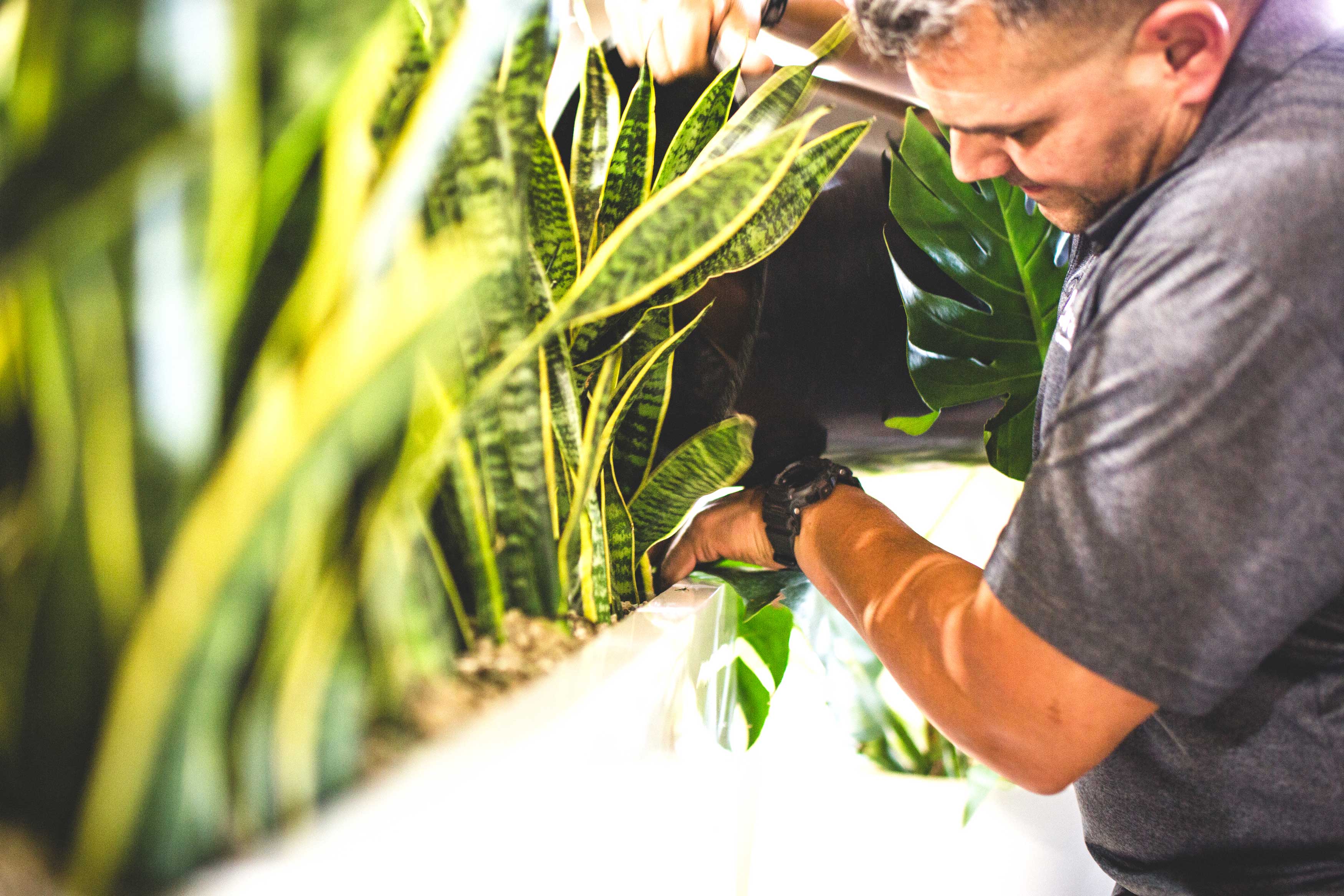 Revolutionizing Plant Care in the Workplace with Natura-PONTM 