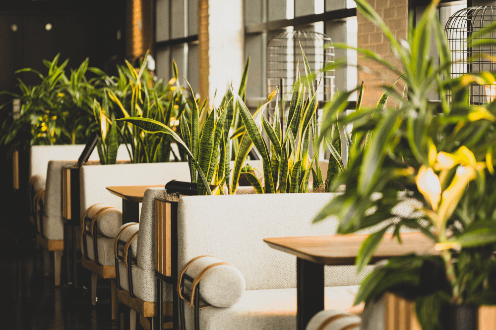 Restaurant with indoor plants as dividers and white couches as seating area 