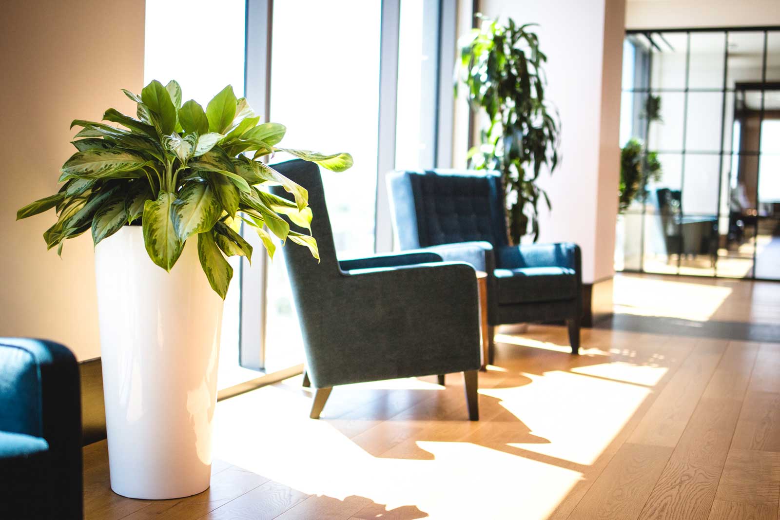 The Power of Office Plant Placement in your Office Space