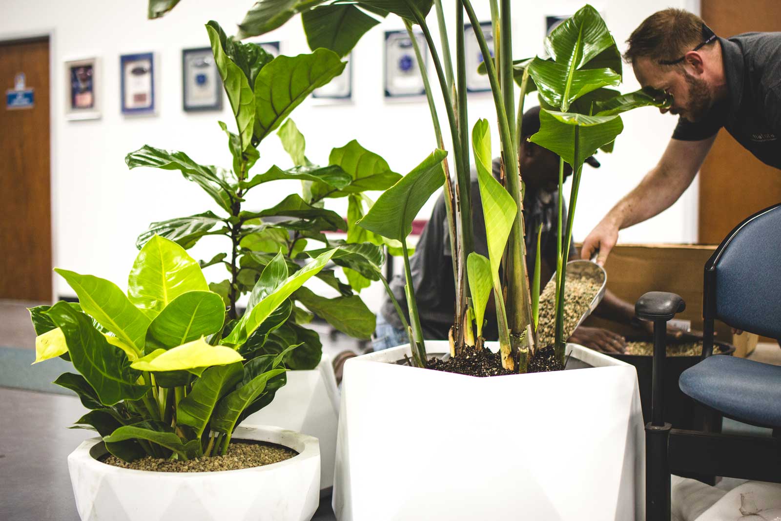 Why hire a professional for office plants