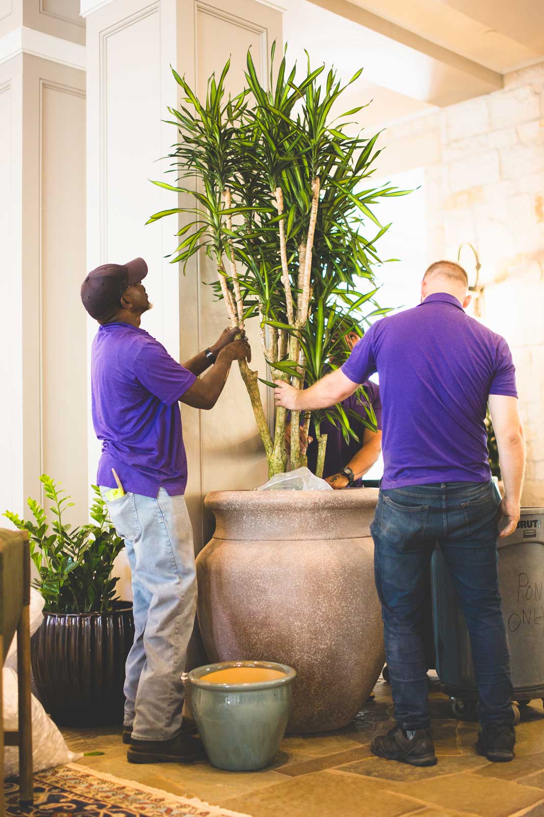 Horticultural technician installing a plant in a stone planter