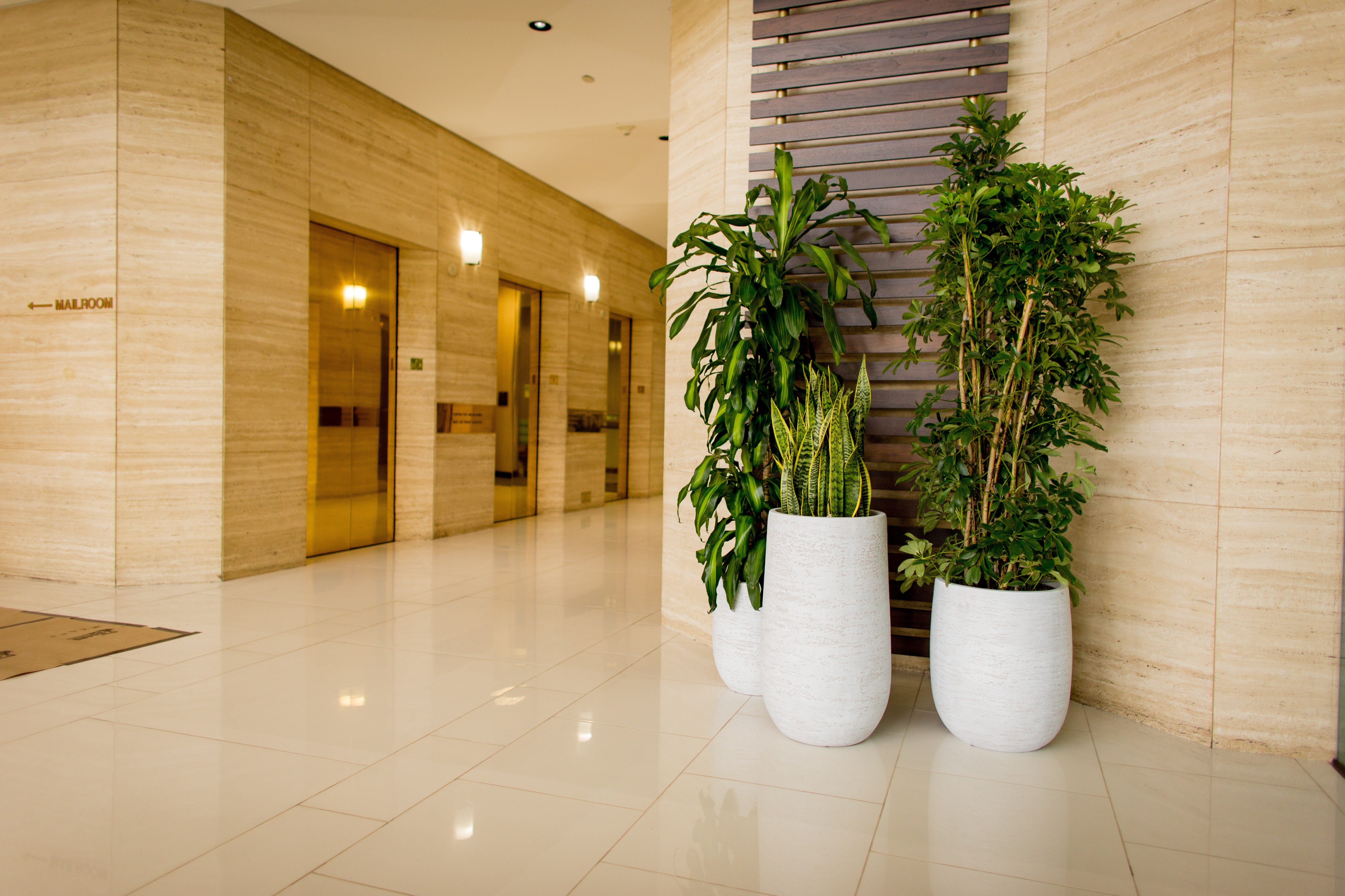 Top Indoor Plants for Office Spaces in Sarasota