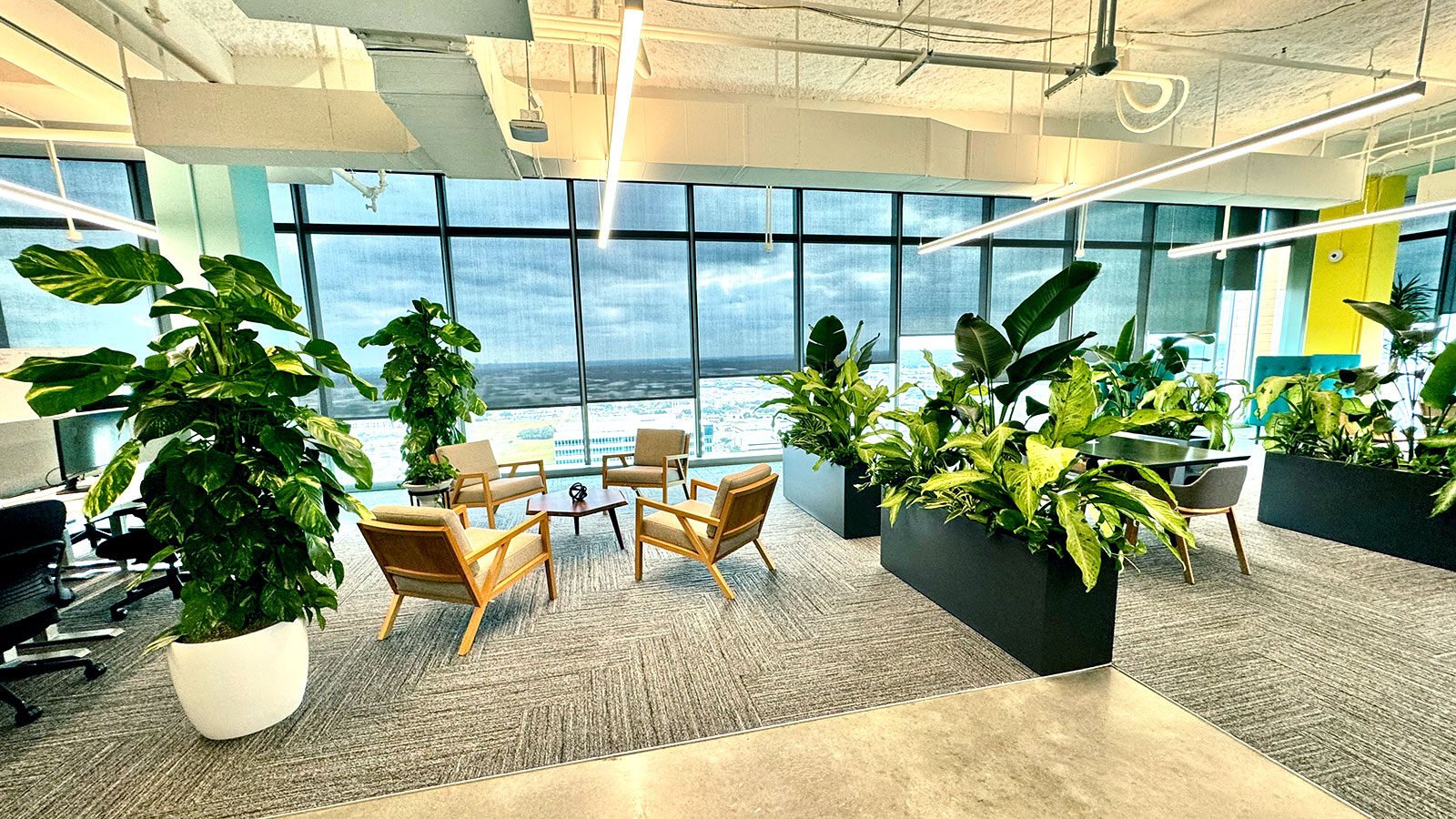 The Best Five Office Plants for Employee Wellbeing